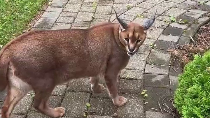 这是什么品种的猫，这也太凶了