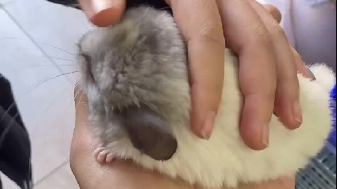 宠物 萌宠都是小时候可爱，好好珍惜