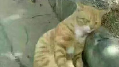 可爱：花式成盒又添一式