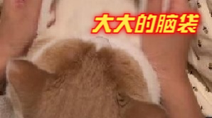 这猫有点技术在身上