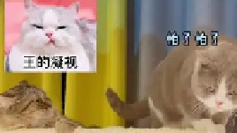 竟然也玩起了霸宠这一套