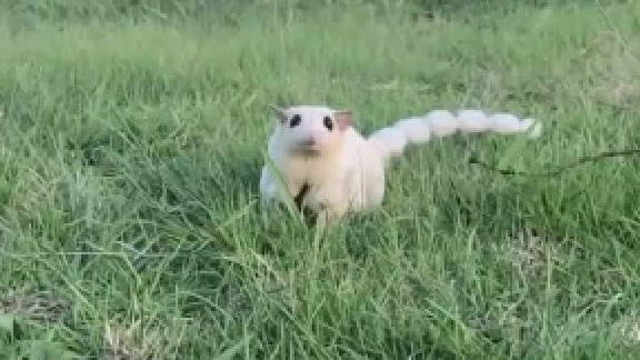 你可以讨厌一个东西，但请允许它的存在，也请允许别人喜欢它，不贬低别人的喜欢是基本的素养。