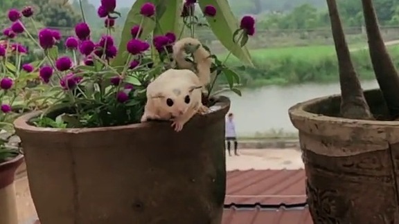 神奇动物在这里