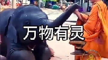 这只大象太懂事了