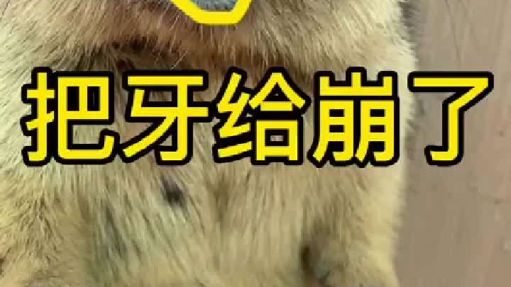 它肯定是看见我领了狗子回来后吃醋了。你们觉得呢？