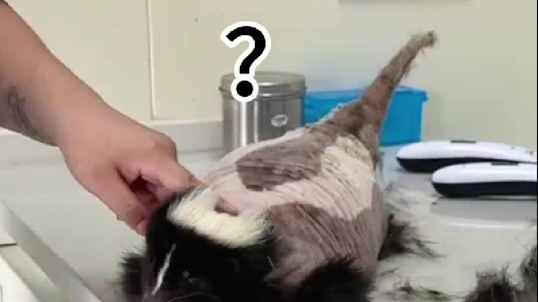 龙年臭鼬爆改小恐龙！萌宠日常记录