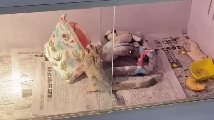 训练蜜袋鼯 飞起来的小胖子