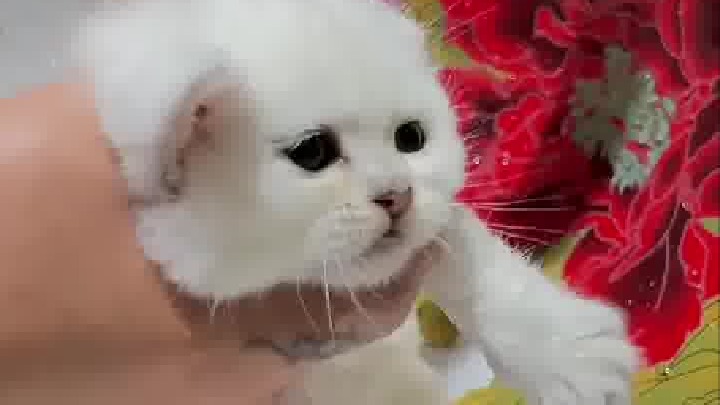 给小奶猫洗澡，满脸生无可恋，像木头人一样，网友:它是不是觉得它要死了