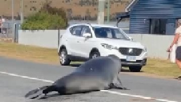 海豹过马路祈求帮助