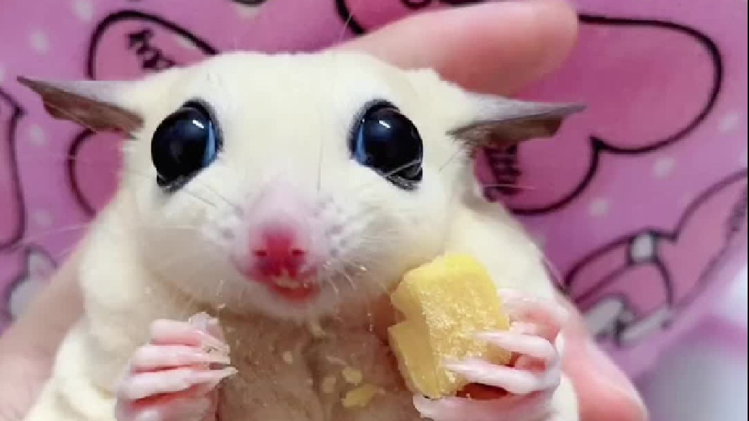 两个小家伙长大了，你这是生了两个自己……