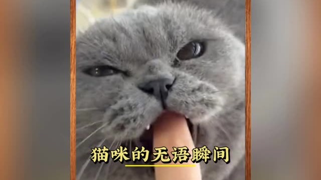 盘点猫咪的无语瞬间！猫咪：这辈子从来没有这么无语过.