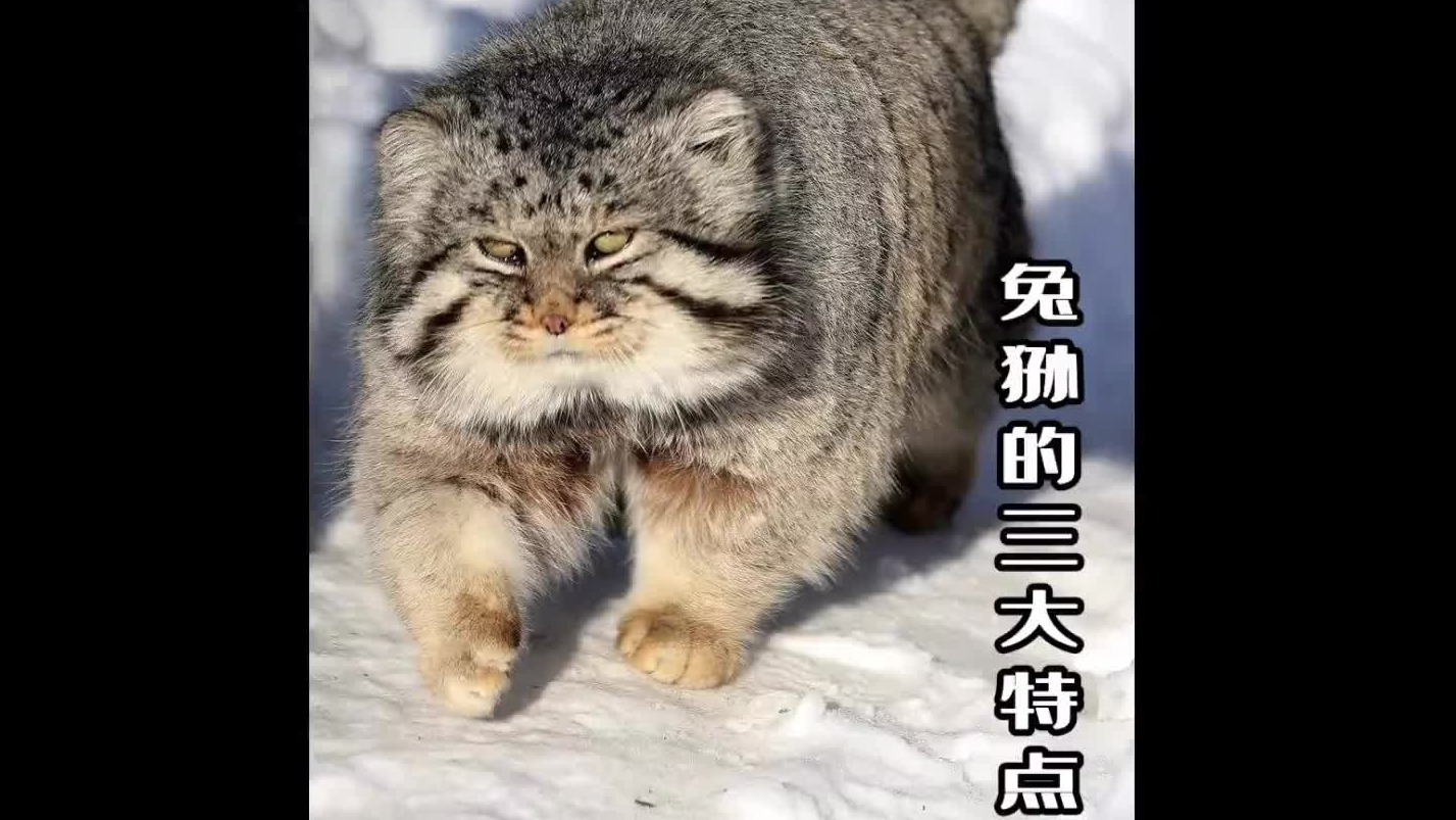 一瞬间不知道先rua尾巴，还是先摸jiojio 好呢，反正梦里啥都有