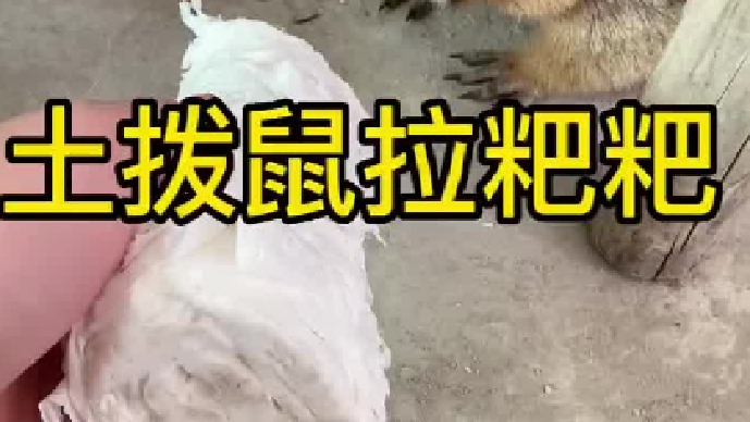 土拨鼠拉的粑粑一粒一粒的，就像那啥，牛肉粒，也有一条条的，牛肉条。