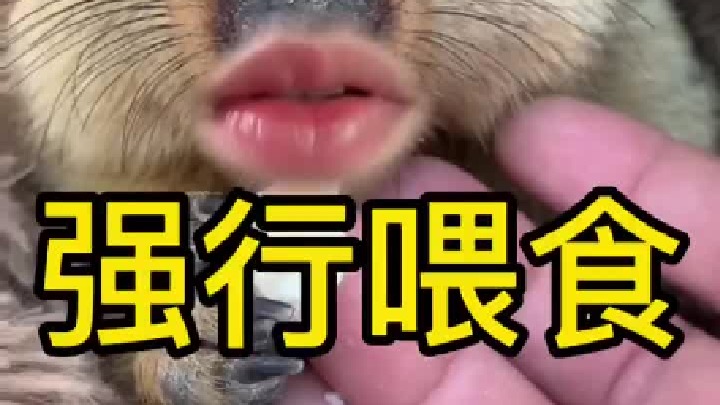 强行给它喂食