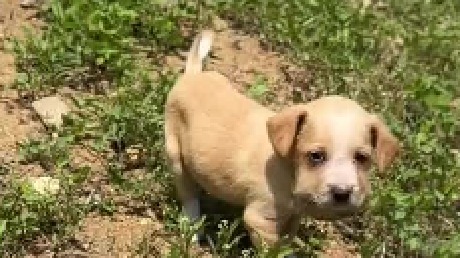 这是一条捡狗视频，没想到第一次捡小狗