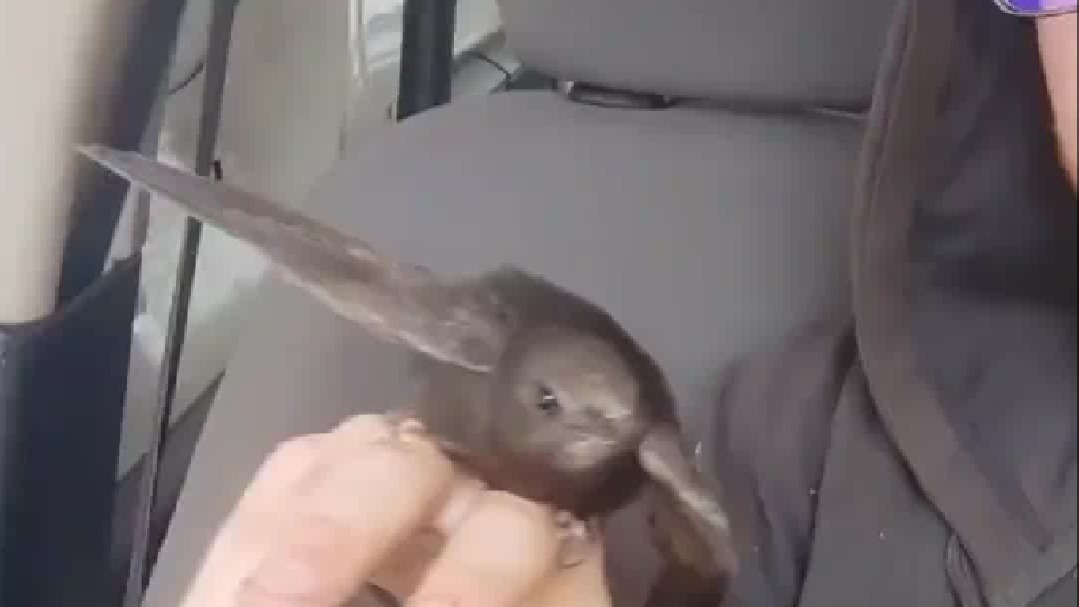 小伙手上落了一只雨燕，无论怎么动都时刻保持飞行状态...