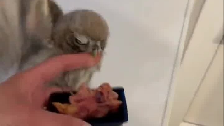 贪心的小猫头鹰