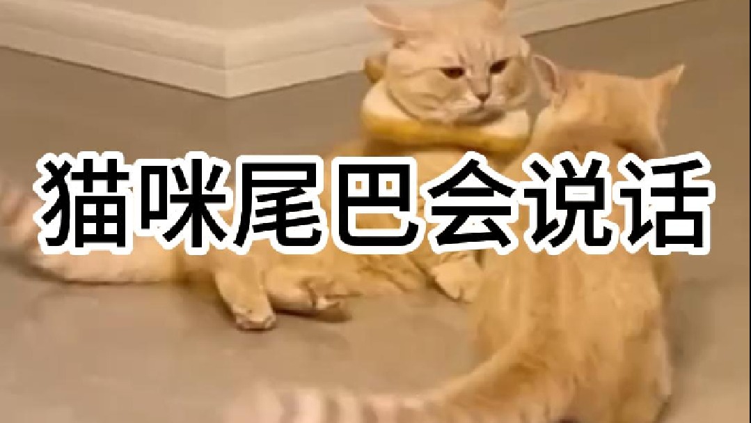 猫咪尾巴会说话