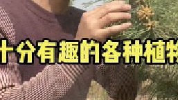 今天带大家一起盘点一下有趣的各种草本植物，看到它们你还能叫出来名字吗？