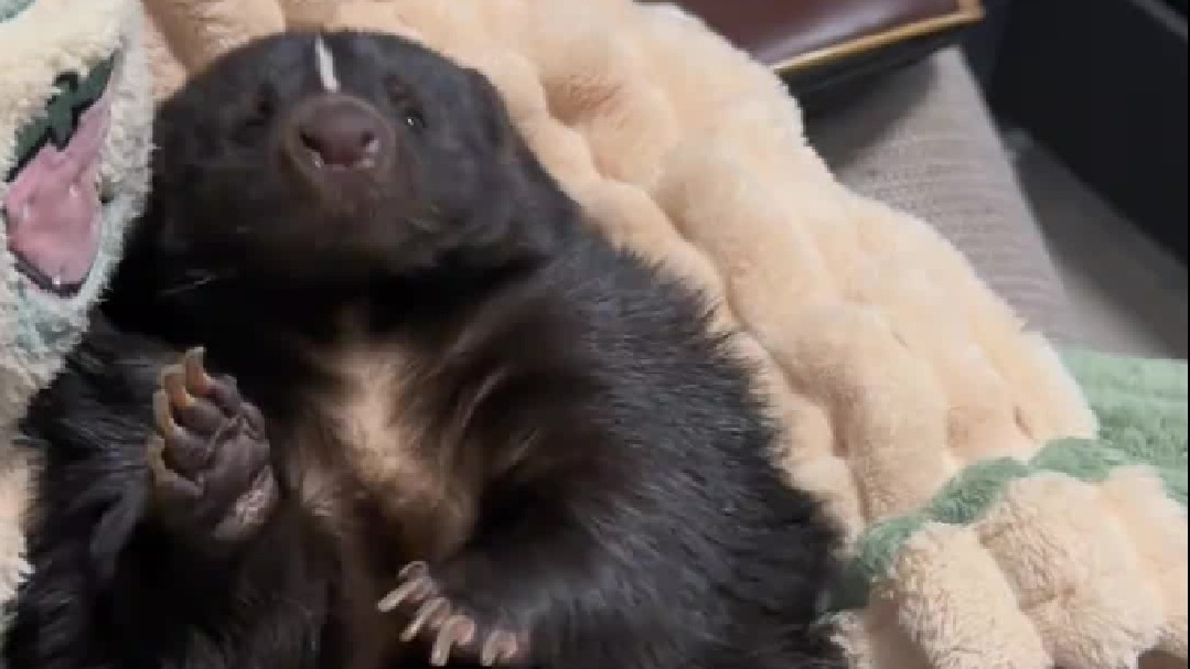 从此之后它就是任人摆布毫无还手之力的臭鼬了