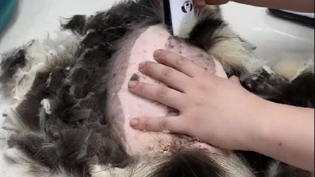 我知道看牙贵，但没想到宠物看牙比我看牙还贵……