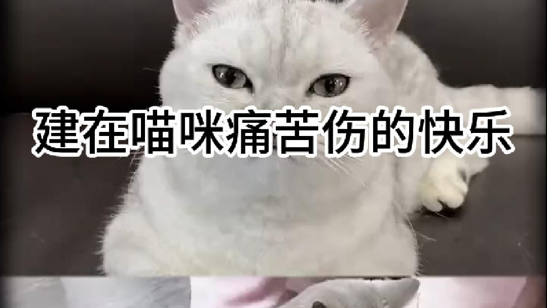 建在喵咪痛苦伤的快乐