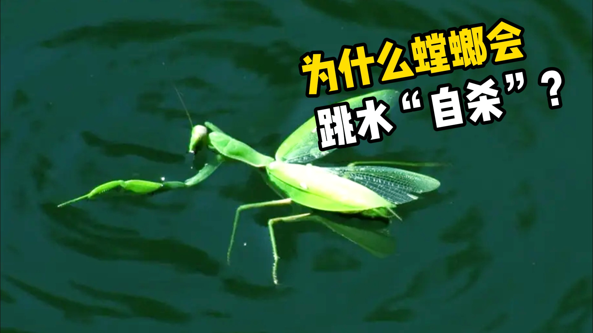 为什么螳螂会跳水“自杀”？原来它们被操控了！