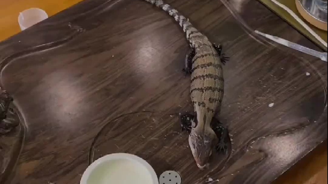 爬宠 茶宠培养计划