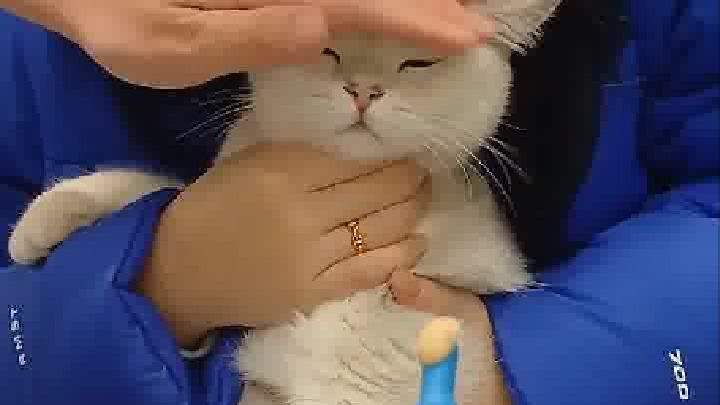 养猫人是不是都想拥有这个技能！