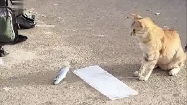 喵：老板，麻烦把鱼敲晕了再给我