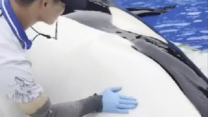 虎鲸搓澡真享受。网友：“带薪摸鱼”实锤了