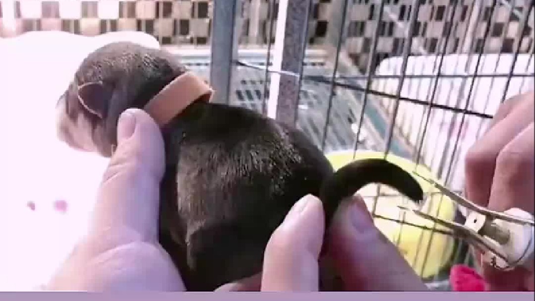 雪纳瑞断尾操作，不是残忍，其实是为了它健康，忍几天就掉了