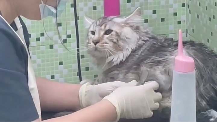 铲屎官：刺猬小姐与猫咪先生