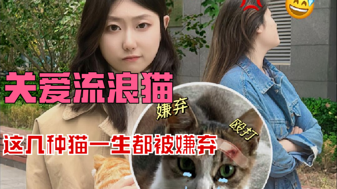 新手养猫必知，善待每一只猫咪，包括流浪猫