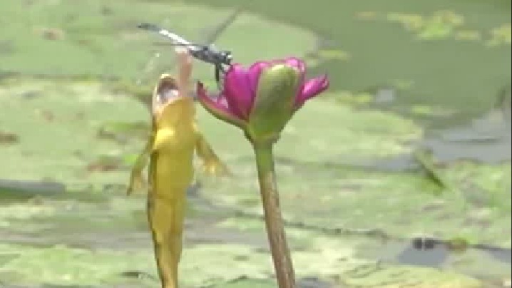 蜻蜓：我大意了，没有闪