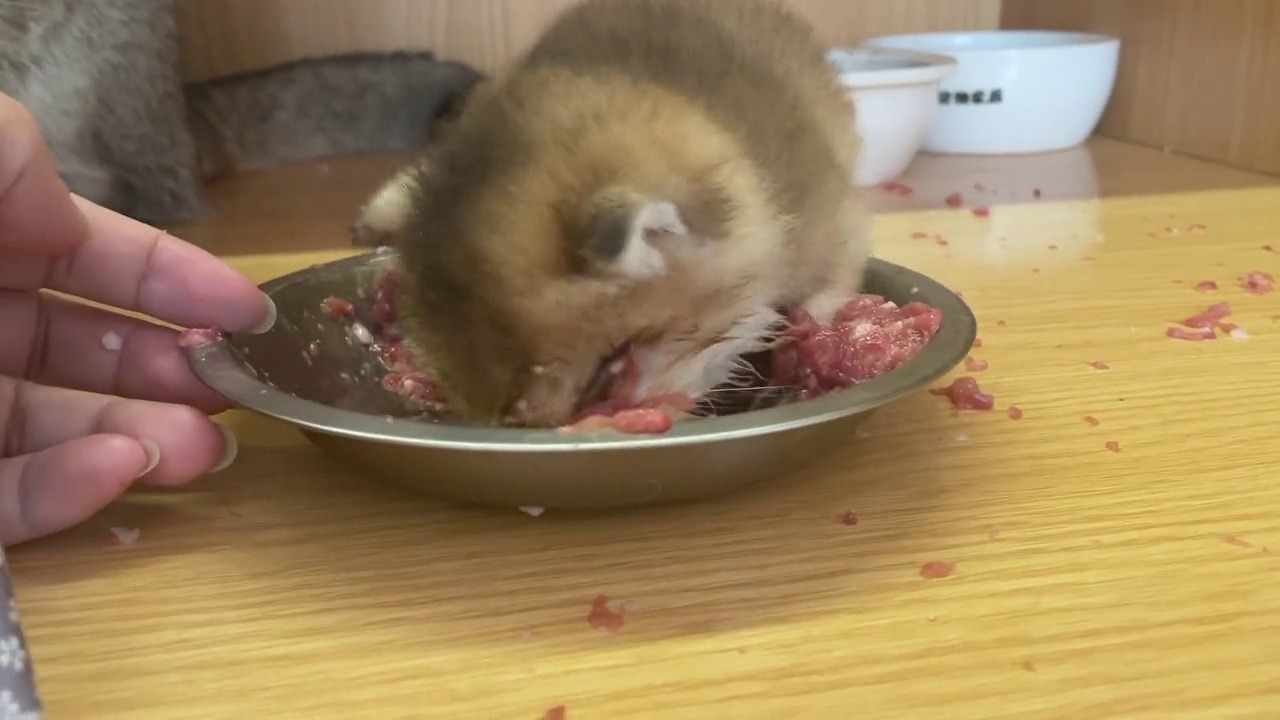 沉浸式洗脸吃饭的小猫咪，怕是要把脸都埋进去吧