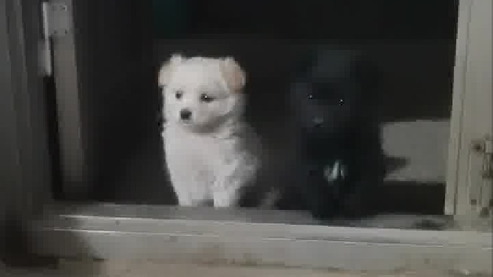 乖乖等吃饭的两只小狗