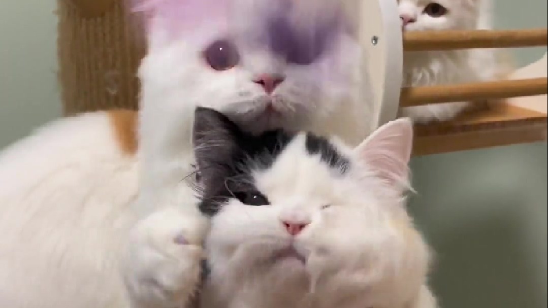 小黑：你俩搁这儿给我洗脸呢？