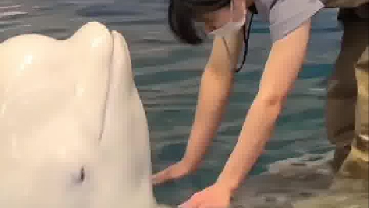 这大白鲸，真的是敲可爱了