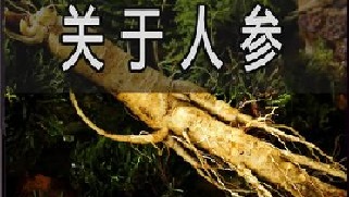 人参真的可以帮人续命吗？