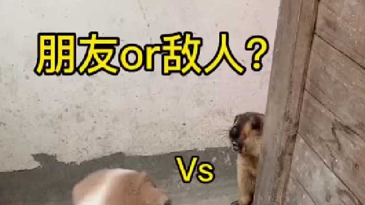 狗子回归后长大了不少呢。拆拆会屈服吗？