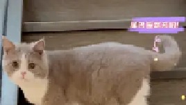 其实小猫咪也是需要陪伴的哦