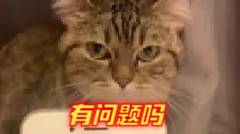 就问一下，这样的猫还能继续养吗