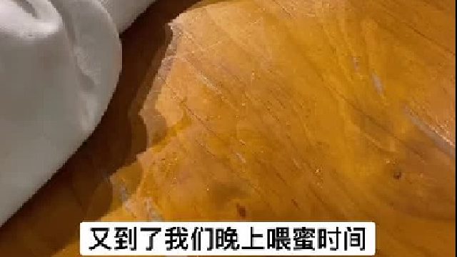 萌宠 回翻一下，一周就变了个模样