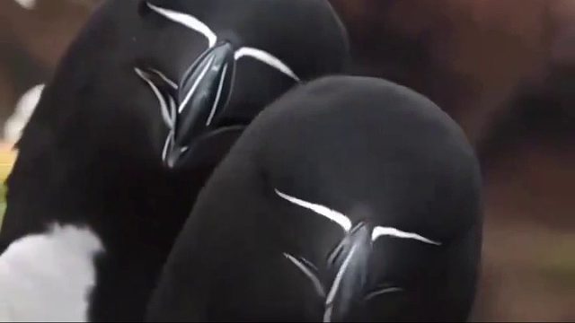 只有我一个人觉得它的头像轰炸机的机头吗？