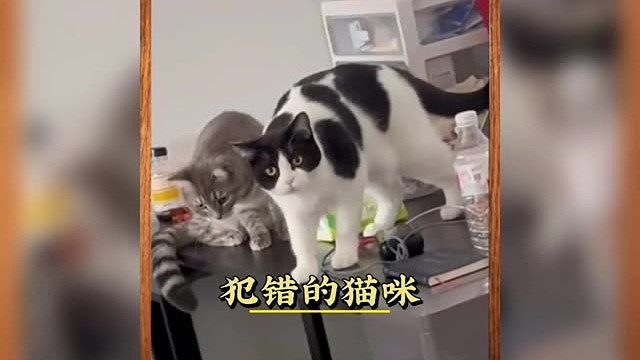 犯错的猫咪