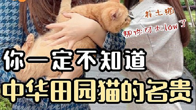 你真的了解自己的猫吗㊙️ 土猫真的土吗