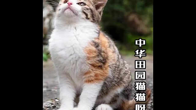 我宣布，中华田园猫，是最棒的小猫咪！