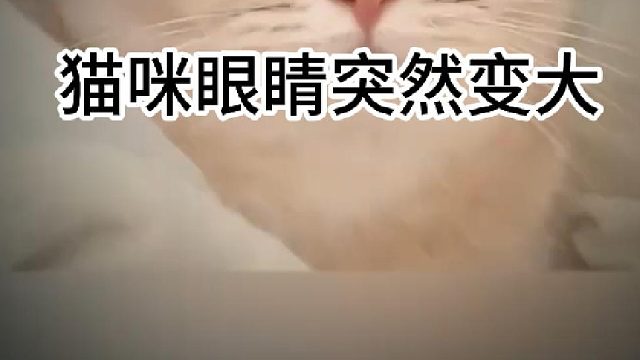 猫咪眼睛突然变大