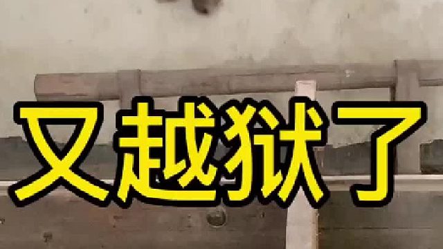 这鼠崽子真聪明，看见我天天跳窗户，它也学会了。